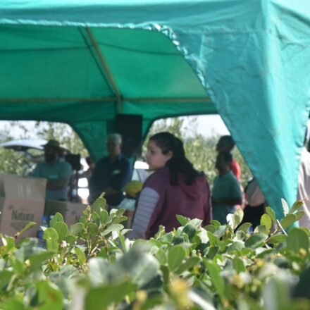 09-sep-24 - Concurso de Cosecha de Yerba Mate (9)